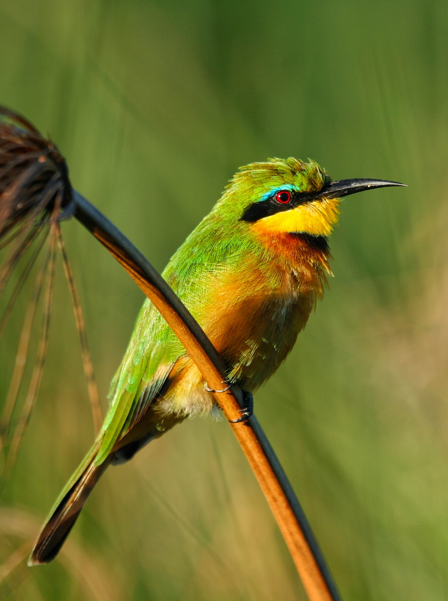 Little bee-eater on a reed