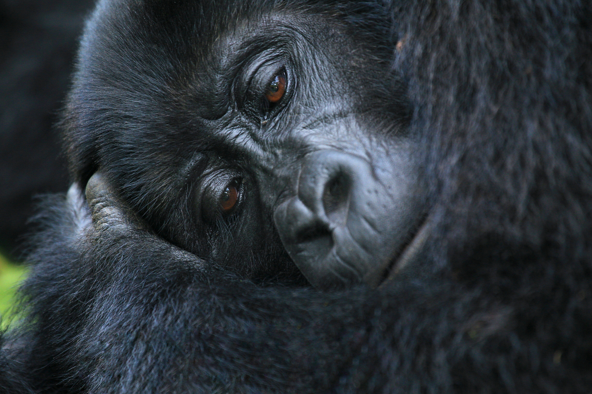 Silverback in Bwindi