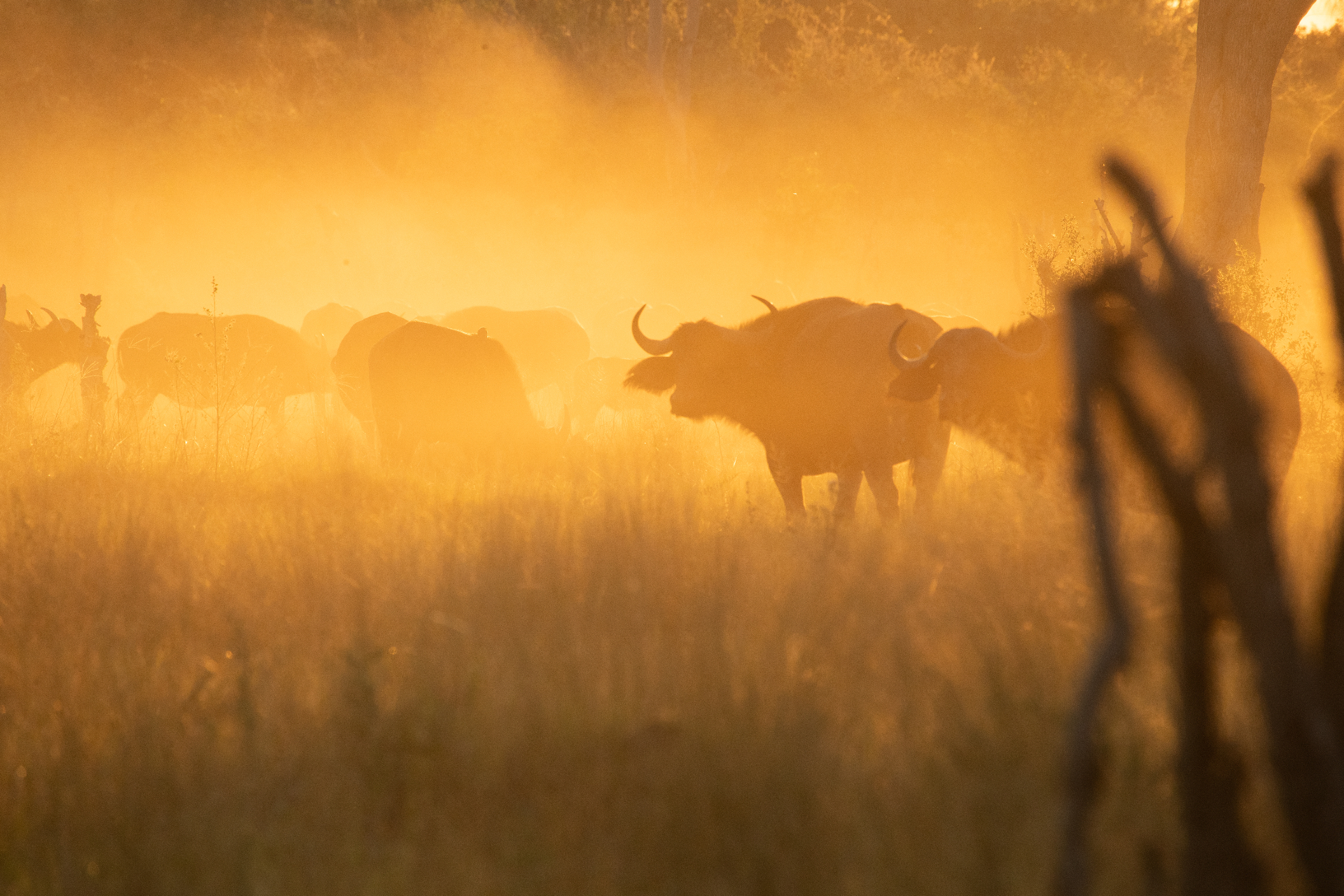 Buffaloes in golden light and dust