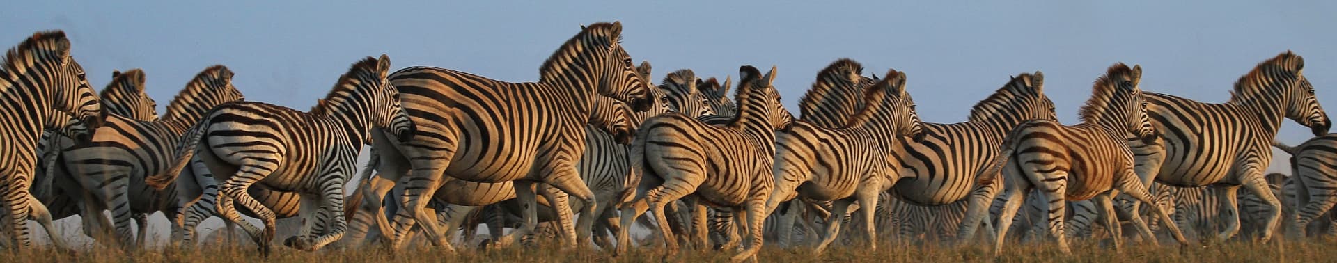 A herd of zebra running across the Makgadikgadi Pans at golden hour