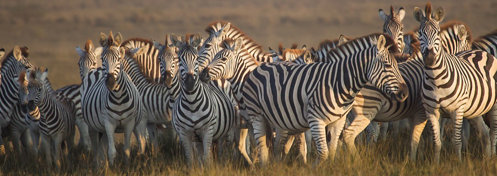 Herd of zebra in golden grasses, Makgadikgadi Pans