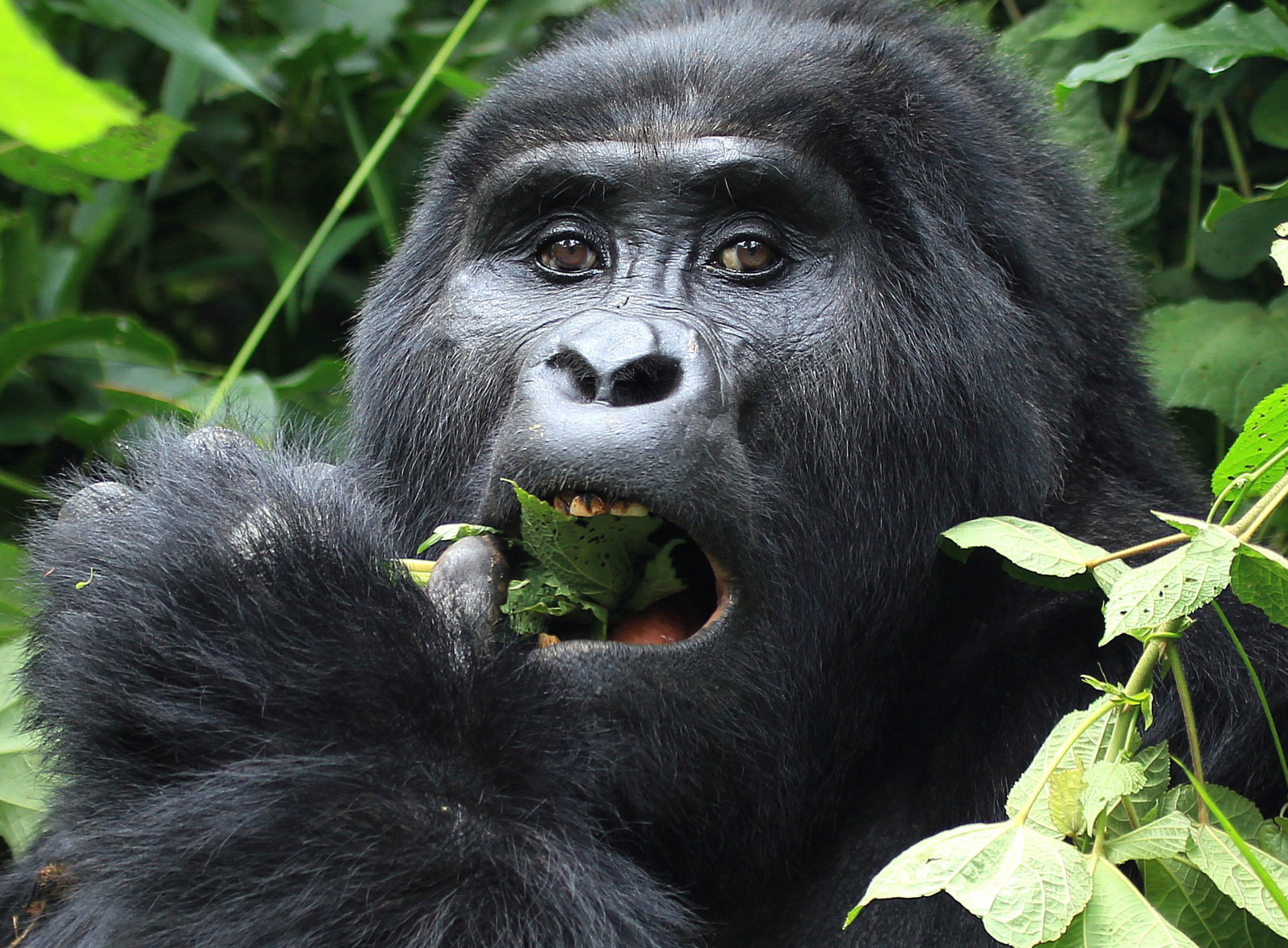 Close portrait of a mountain gorilla feeding on leaves, Bwindi