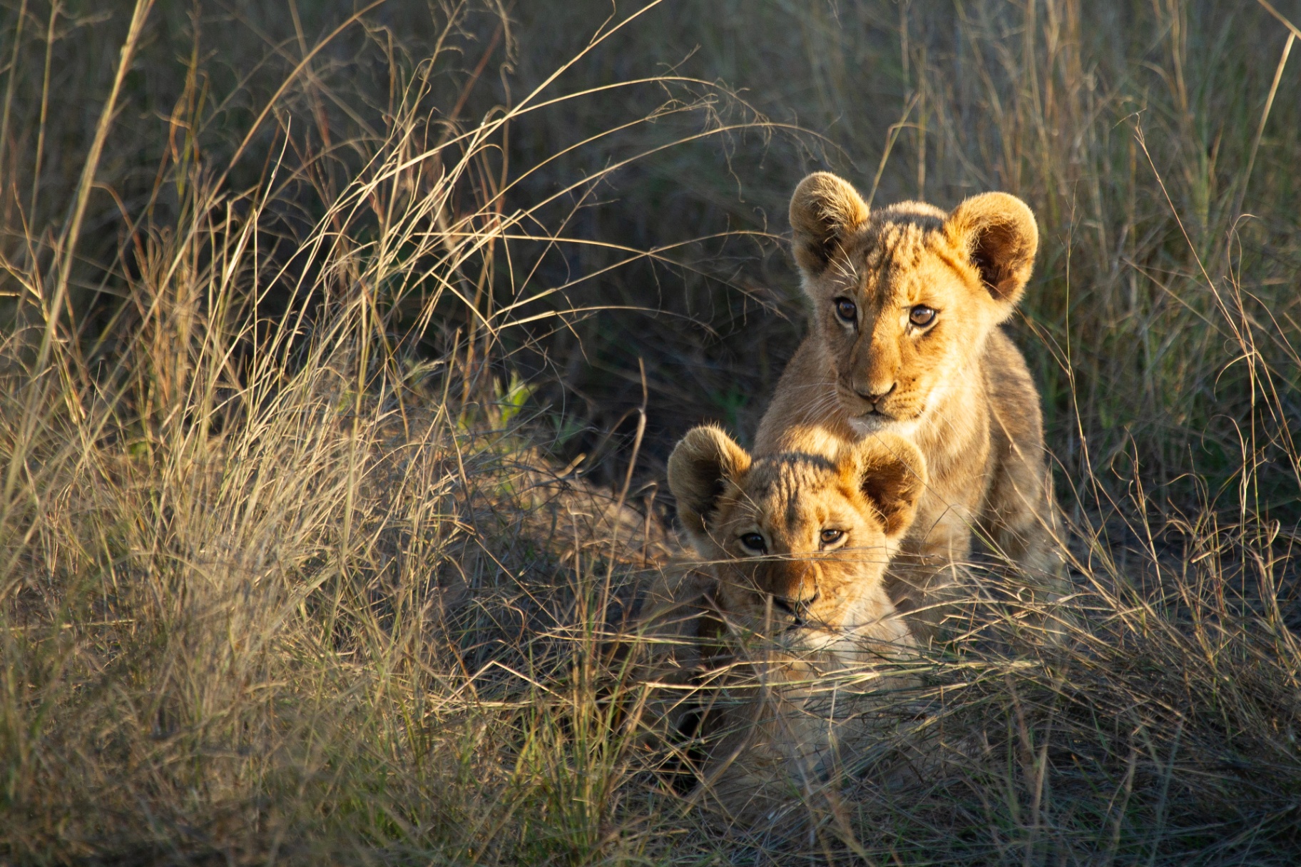 Lion cubs in the golden grass