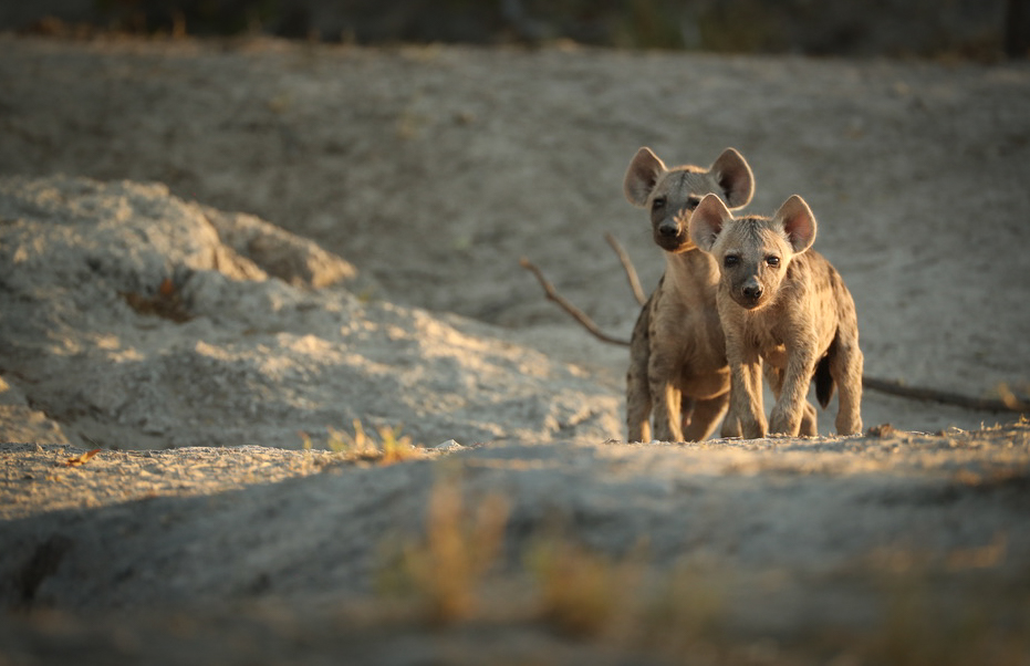Hyena cubs at dusk