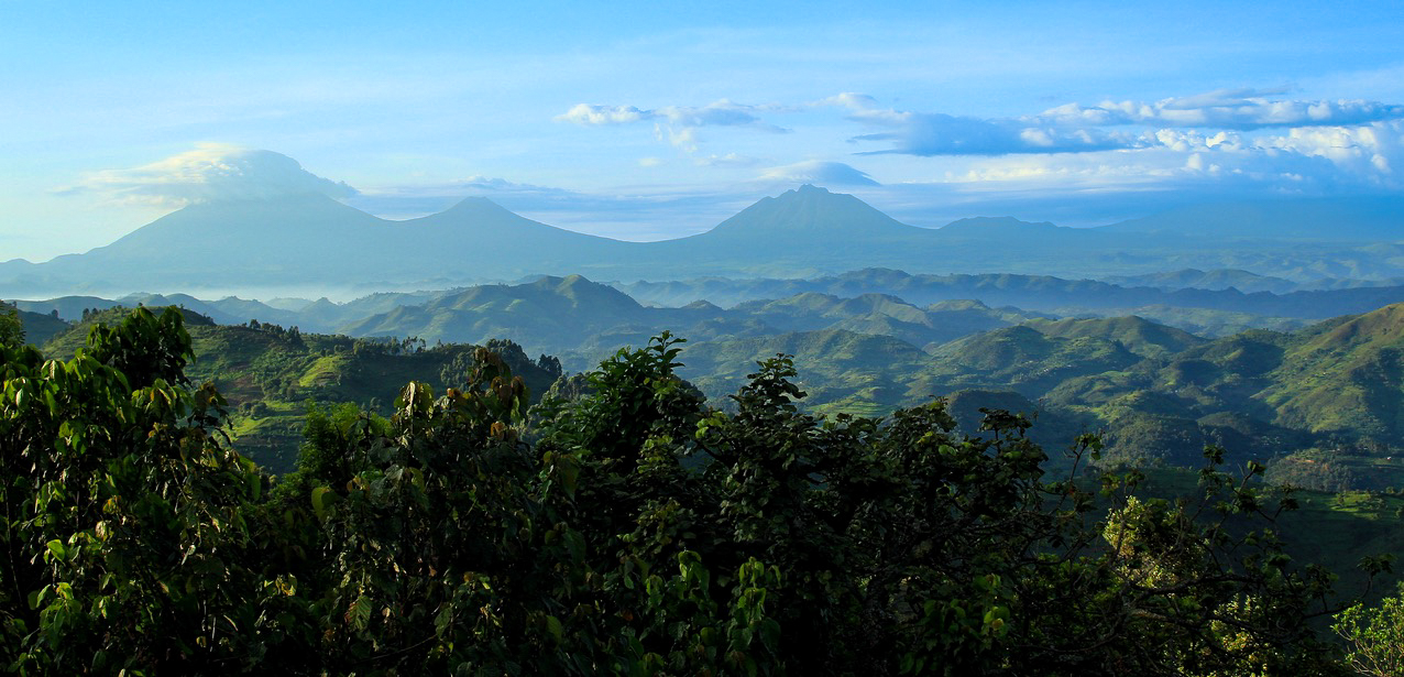 The green hills of Bwindi with the Virunga volcanoes in the distance