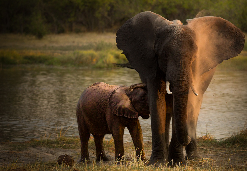 Mother and calf in golden dust