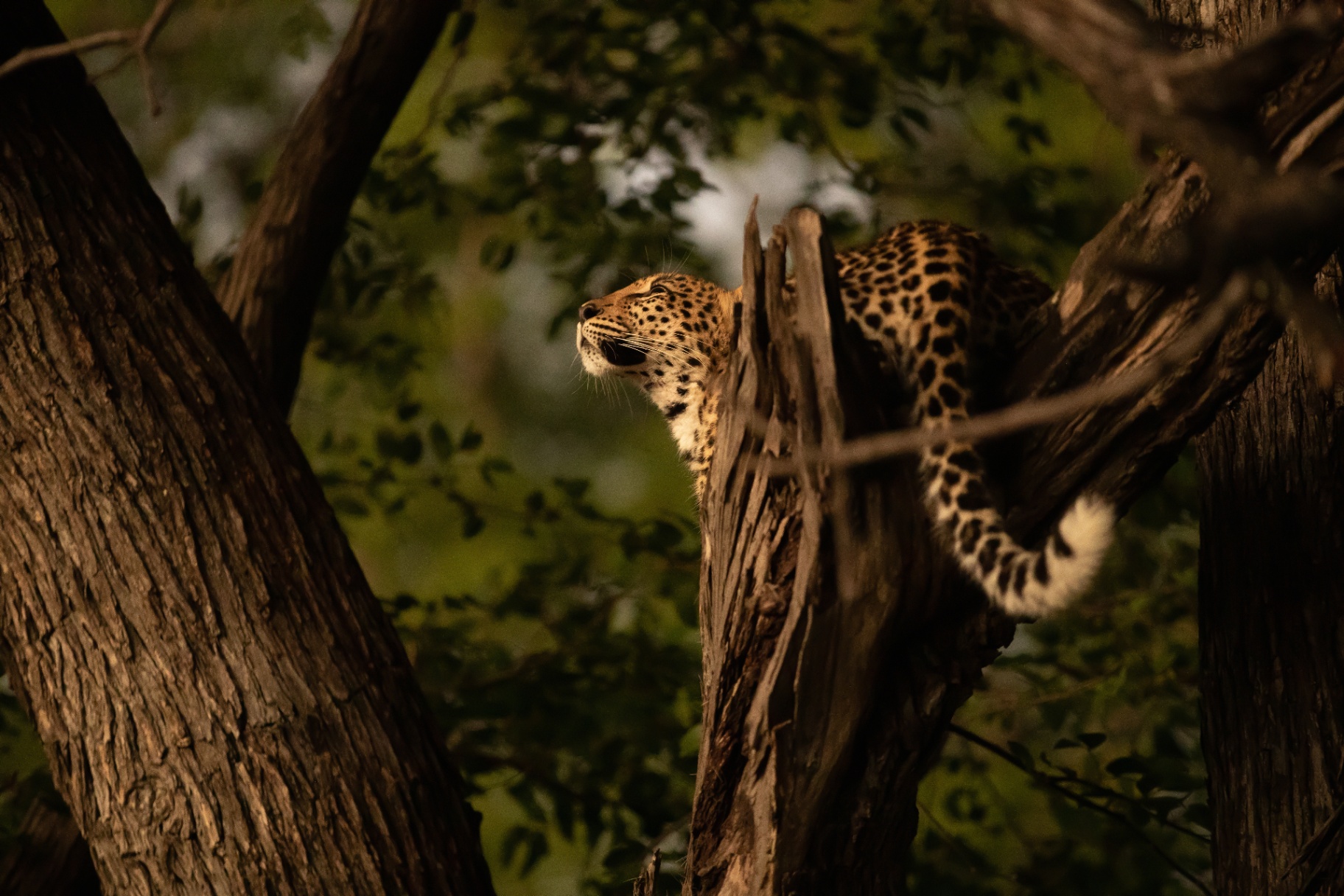 Leopard resting on a branch in the last golden light