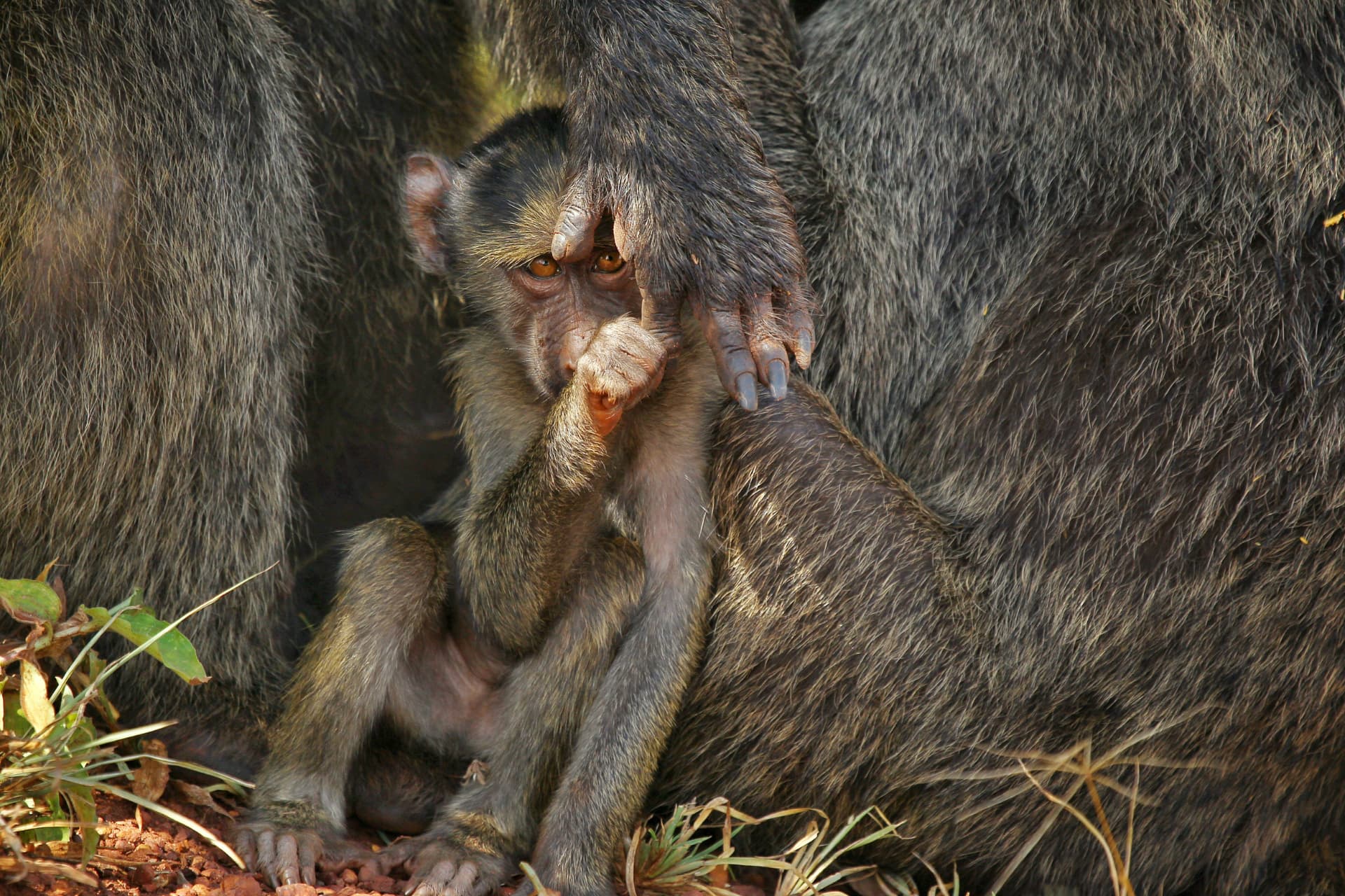 Olive baboon infant sheltering among the troop