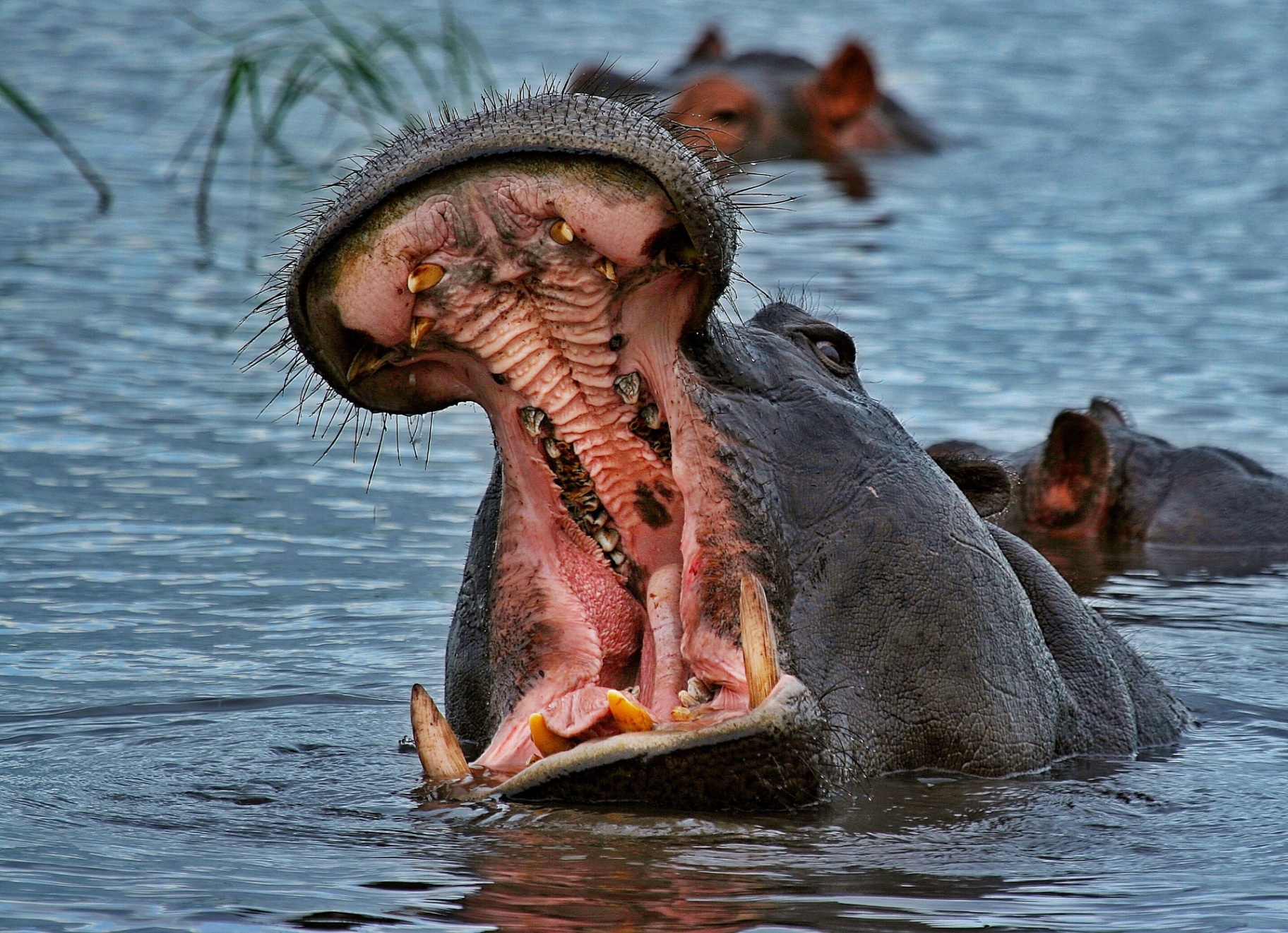 Hippo in full display