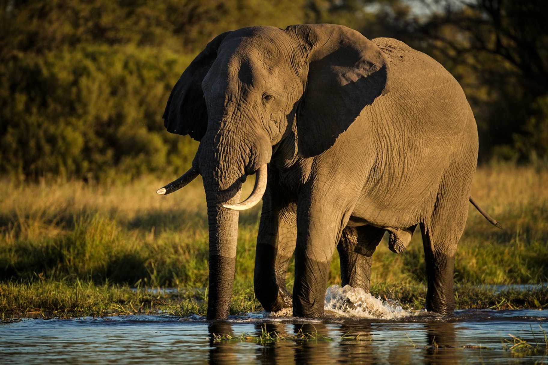 Elephant in the shallows