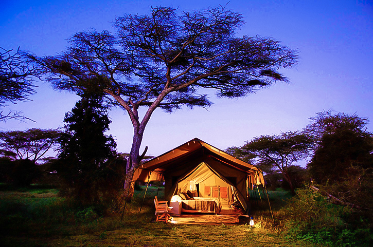 Safari tent glowing beneath an acacia at dusk